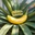 ai banana - <p>Edit Photos with Everyday Words

</p>